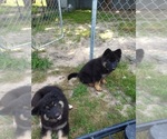 Small Photo #3 German Shepherd Dog Puppy For Sale in HENRYETTA, OK, USA