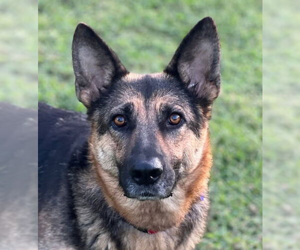Medium Photo #1 German Shepherd Dog Puppy For Sale in Cookeville, TN, USA