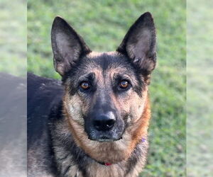 German Shepherd Dog Dogs for adoption in Cookeville, TN, USA