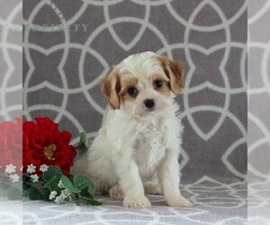 Cavachon Puppy for sale in GORDONVILLE, PA, USA