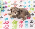 Small #2 ShihPoo