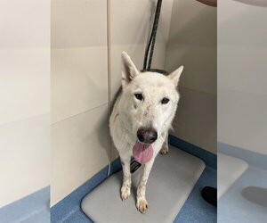 Siberian Husky Dogs for adoption in Pearland, TX, USA