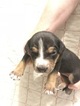 Small Photo #1 Catahoula Leopard Dog Puppy For Sale in OMAHA, NE, USA