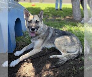 German Shepherd Dog-Unknown Mix Dogs for adoption in Modesto, CA, USA