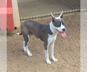 Mutt Dogs for adoption in Plano, TX, USA