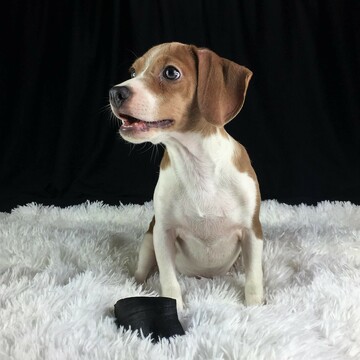 Medium Photo #8 Beagle Puppy For Sale in CHATTANOOGA, TN, USA