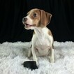 Small Photo #8 Beagle Puppy For Sale in CHATTANOOGA, TN, USA