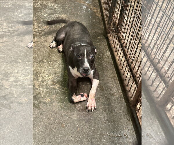 Medium Photo #3 American Bulldog-Unknown Mix Puppy For Sale in Jackson, MS, USA