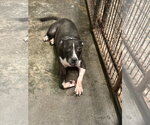 Small #2 American Bulldog Mix