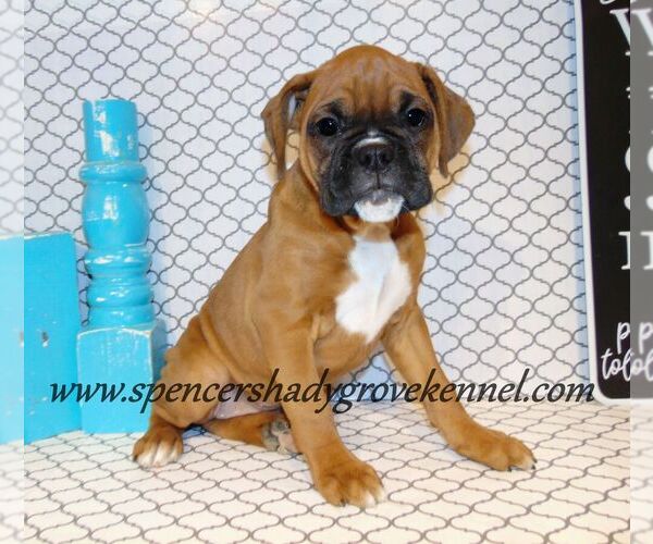 Medium Photo #1 Boxer Puppy For Sale in CABOOL, MO, USA