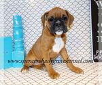 Small Photo #1 Boxer Puppy For Sale in CABOOL, MO, USA