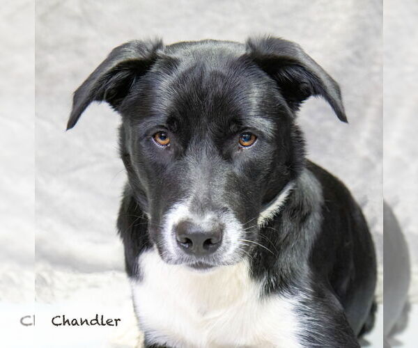 Medium Photo #3 Border Collie-Unknown Mix Puppy For Sale in Hot Springs Village, AR, USA