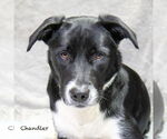 Small #2 Border Collie Mix