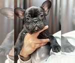 Small Photo #14 French Bulldog Puppy For Sale in RIALTO, CA, USA