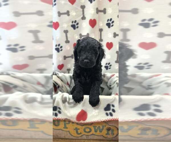 Medium Photo #1 Goldendoodle Puppy For Sale in WAUSAU, WI, USA