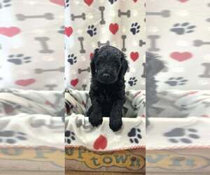 Goldendoodle Puppy for sale in WAUSAU, WI, USA