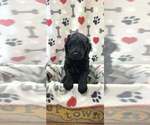 Johnny  Waylon - Male Goldendoodle Puppy for Sale - Small photo