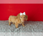 Small #4 Dachshund