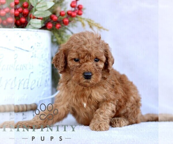 Medium Photo #5 Goldendoodle (Miniature) Puppy For Sale in EPHRATA, PA, USA