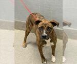 Small American Pit Bull Terrier Mix