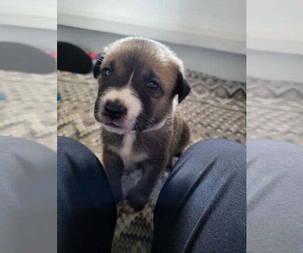 Medium Photo #11 Mutt Puppy For Sale in Imlay City, MI, USA