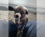 Small #10 Mutt