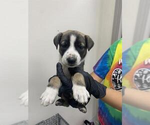 German Shepherd Dog-Unknown Mix Dogs for adoption in Pasadena, TX, USA