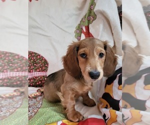 Dachshund Puppy for sale in MATTITUCK, NY, USA