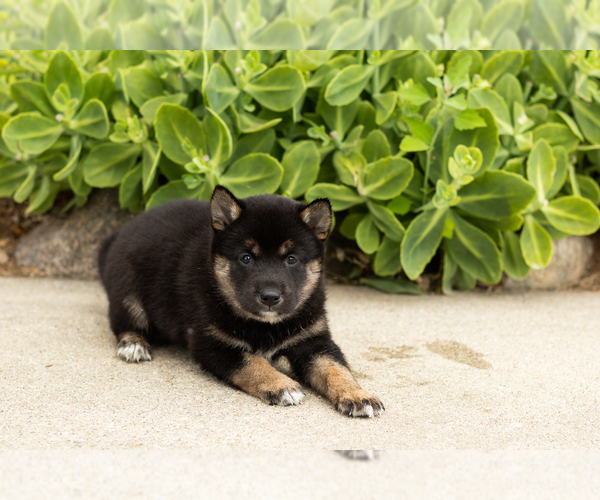 Medium Photo #2 Shiba Inu Puppy For Sale in MILLERSBURG, IN, USA