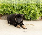 Small Photo #17 Shiba Inu Puppy For Sale in MILLERSBURG, IN, USA