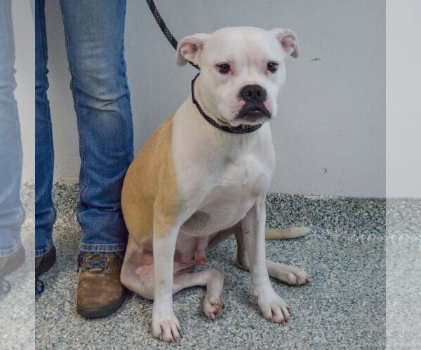 Medium Photo #5 Bulloxer Puppy For Sale in Huntley, IL, USA