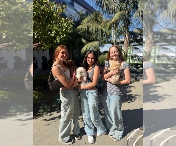 Medium Photo #1 Maltipoo (Toy) Puppy For Sale in MANHATTAN BEACH, CA, USA