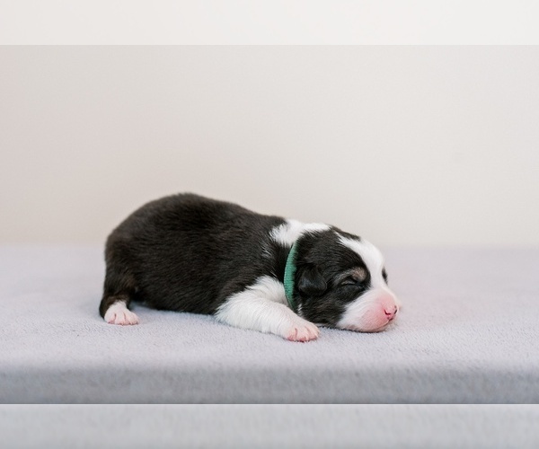 Medium Photo #6 Australian Shepherd Puppy For Sale in LA RUE, OH, USA