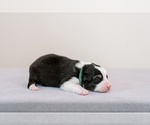 Small Photo #6 Australian Shepherd Puppy For Sale in LA RUE, OH, USA