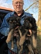 Small Photo #6 German Shepherd Dog Puppy For Sale in MILLBROOK, AL, USA