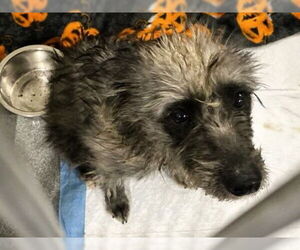 Cairn Terrier-Unknown Mix Dogs for adoption in Orange, CA, USA