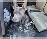 Small Mutt