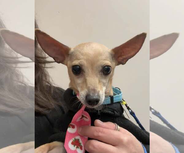 Medium Photo #13 Chihuahua Puppy For Sale in Oakhurst, NJ, USA