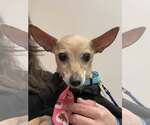 Small #12 Chihuahua