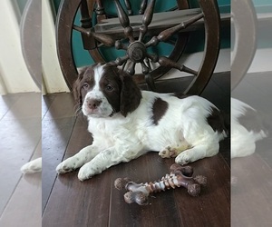 Brittany Puppy for sale in MOHAWK, NY, USA