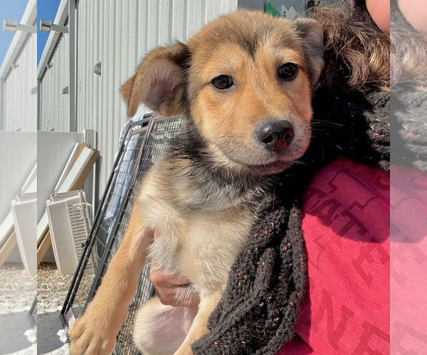 Medium Photo #3 Gerberian Shepsky Puppy For Sale in GILBERTS, IL, USA