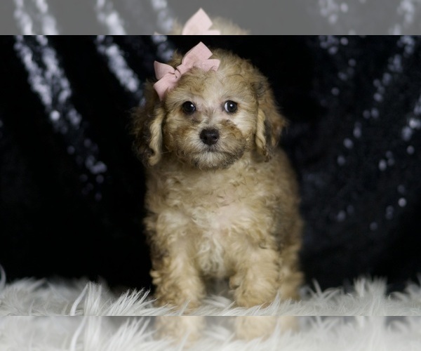 Medium Photo #4 Poodle (Toy) Puppy For Sale in WARSAW, IN, USA