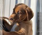 Small #3 American Pit Bull Terrier-Doberman Pinscher Mix