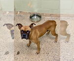 Small #1 Boxer