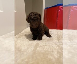 Poodle (Toy) Puppy for sale in LEES SUMMIT, MO, USA
