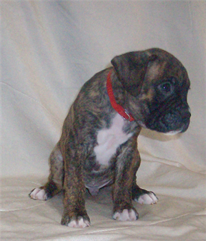 Medium Photo #1 Boxer Puppy For Sale in IRVING, TX, USA