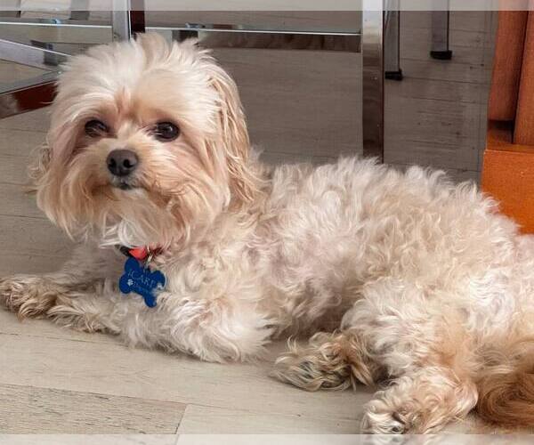Medium Photo #2 Shih-Poo Puppy For Sale in Corona, CA, USA