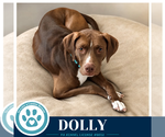 Small #12 American Staffordshire Terrier-Labrador Retriever Mix
