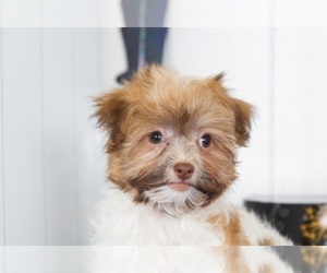 Havanese Puppy for sale in MOUNT VERNON, OH, USA