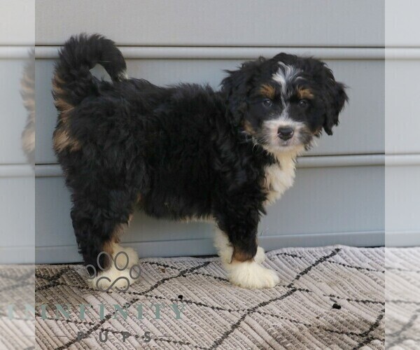 Medium Photo #4 Bernedoodle (Miniature) Puppy For Sale in NARVON, PA, USA